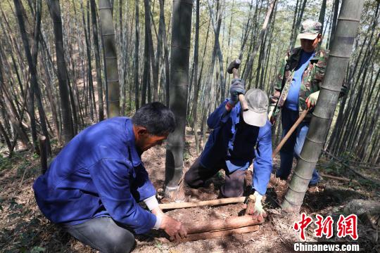 村民义务建起登山步道半年修建10公里两万多台阶