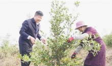 能人领着干 满山油茶香