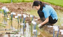 袁隆平团队在沙漠种植水稻初获成功